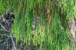 Image of Dacrydium