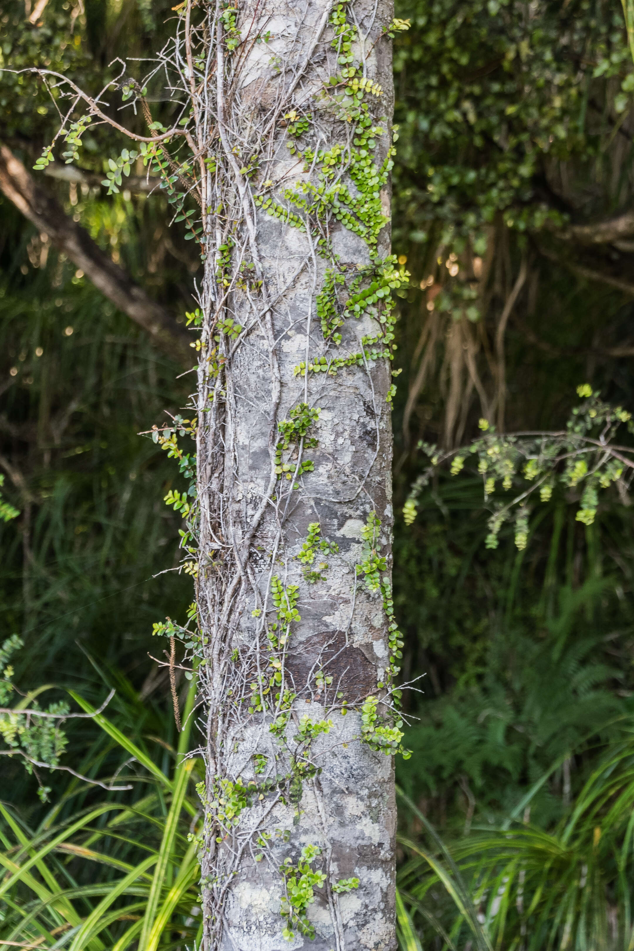 Image of Dacrydium