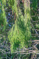 Image of Dacrydium