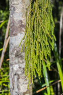 Image of Dacrydium