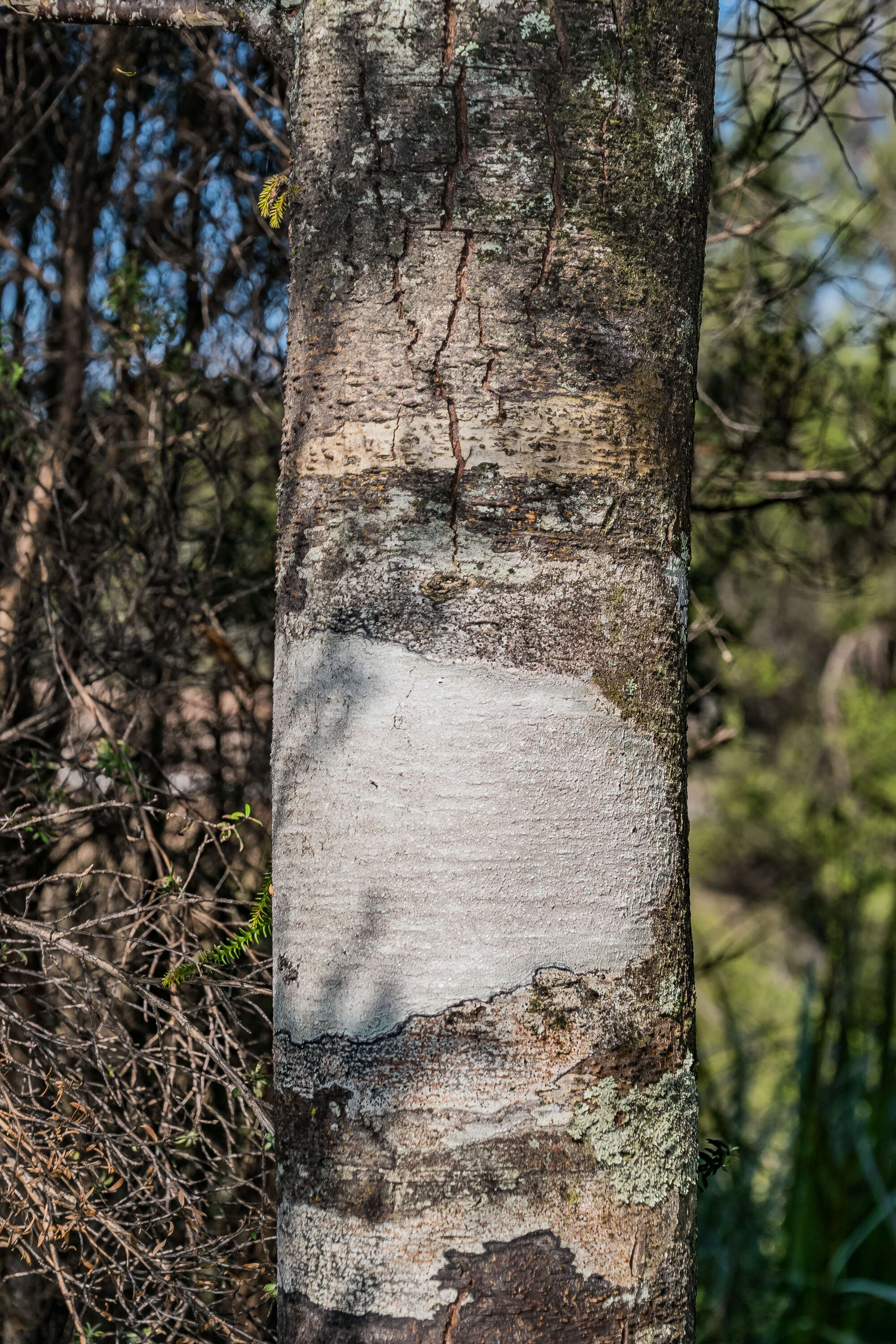 Image of Dacrydium