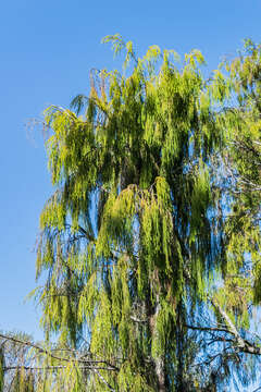 Image of Dacrydium