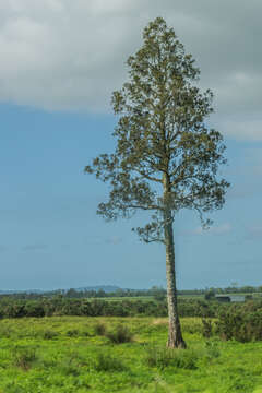 Image of White Pine