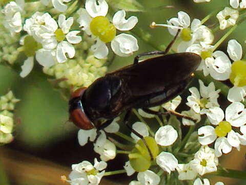 Image of Chrysogaster