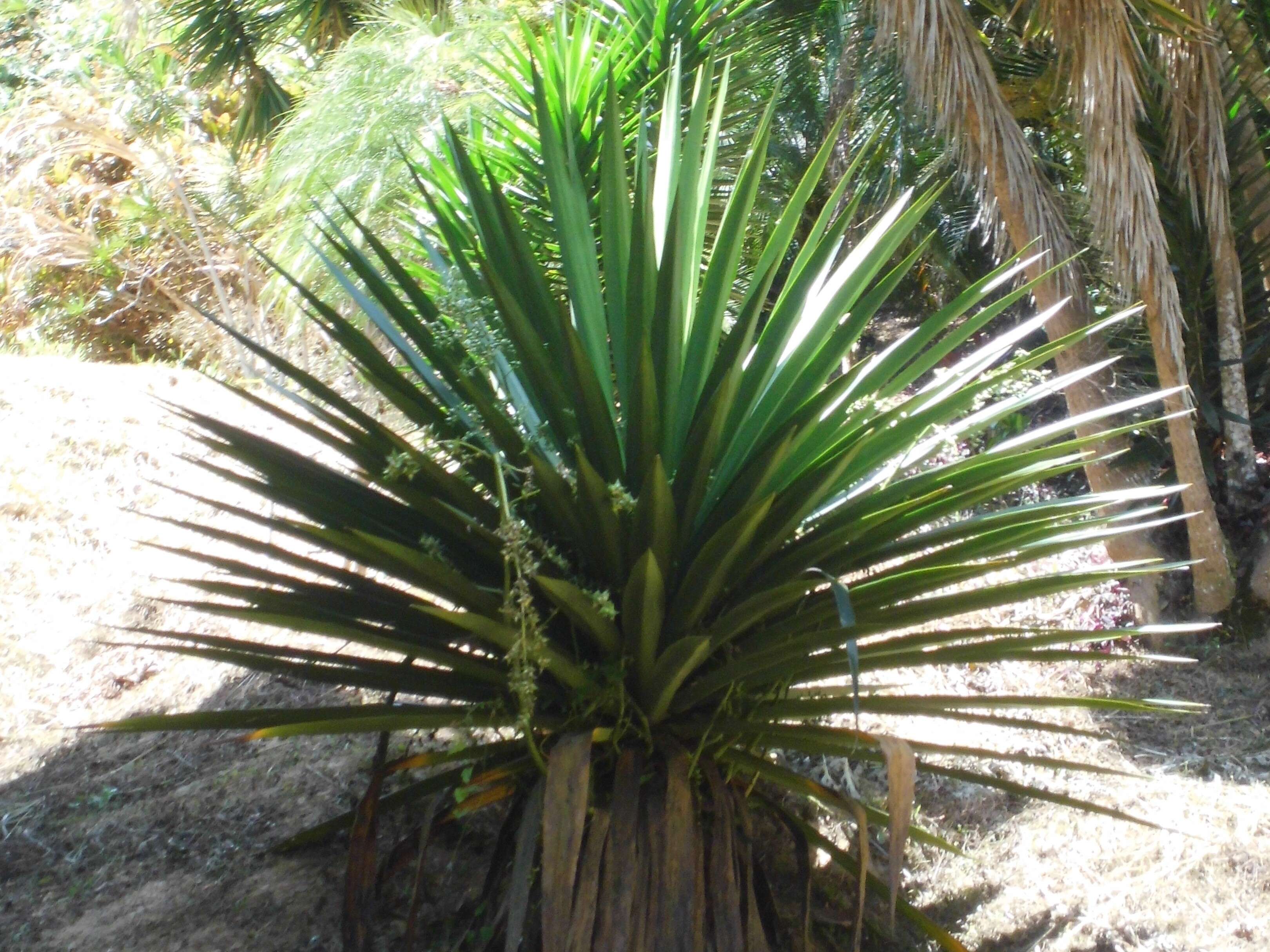Image of tequila agave