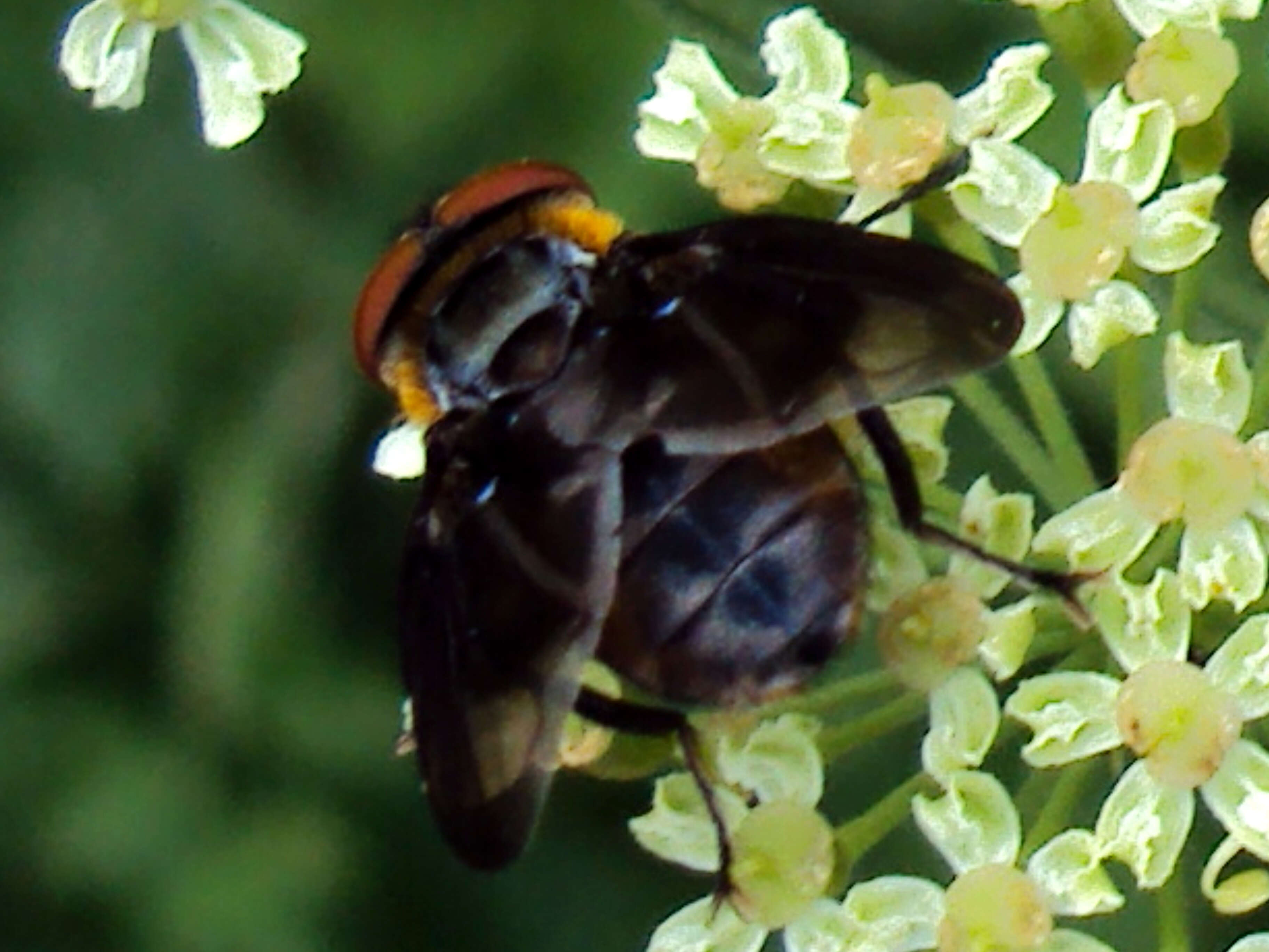 Image of Phasia