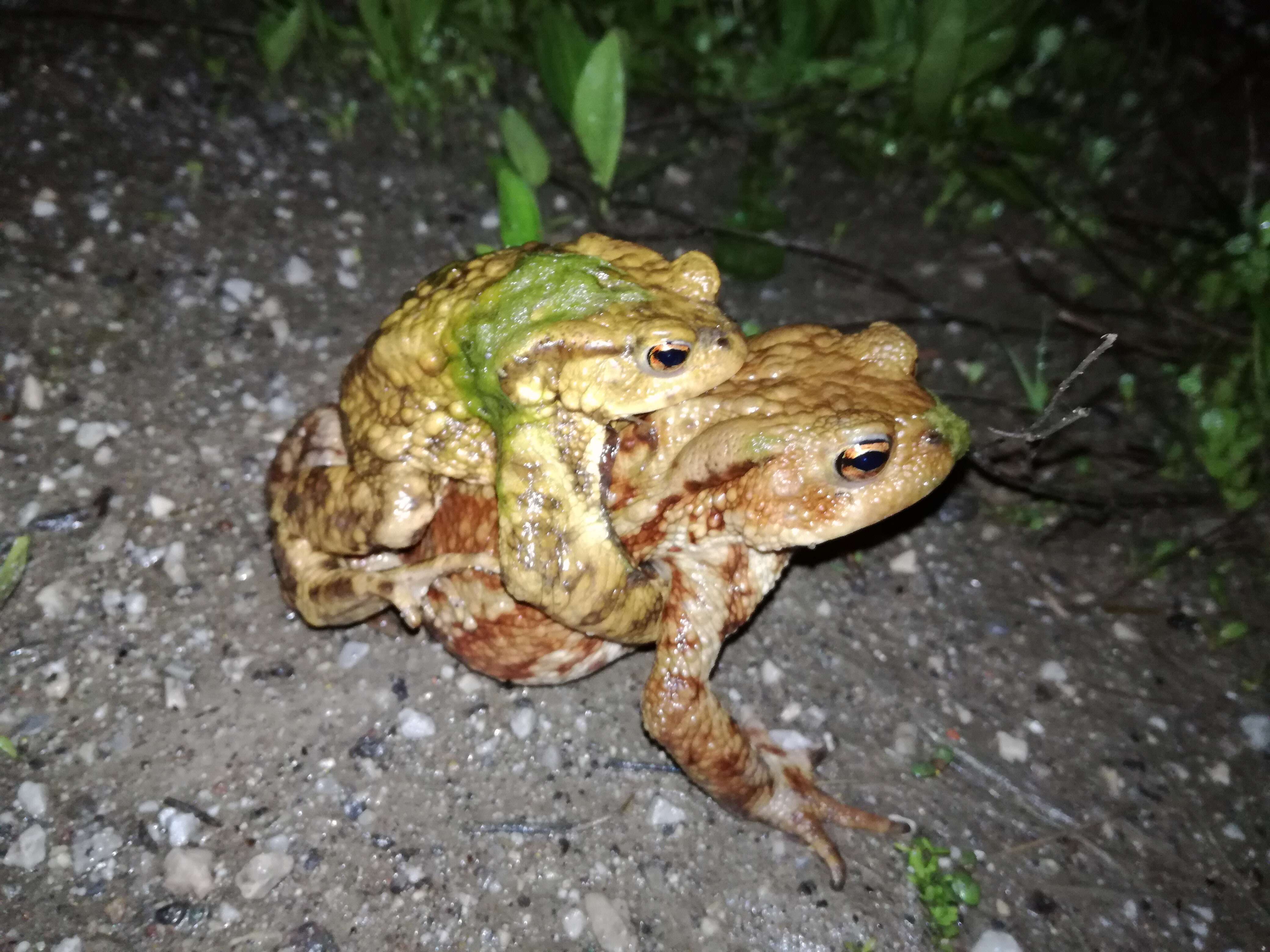 Image of Common Toad