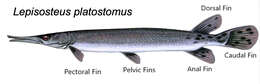 Imagem de Lepisosteus platostomus Rafinesque 1820