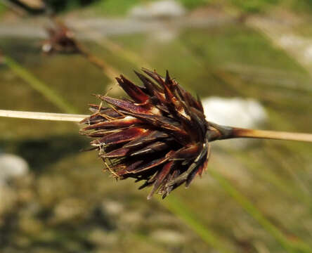 Image of Black Bog-rush