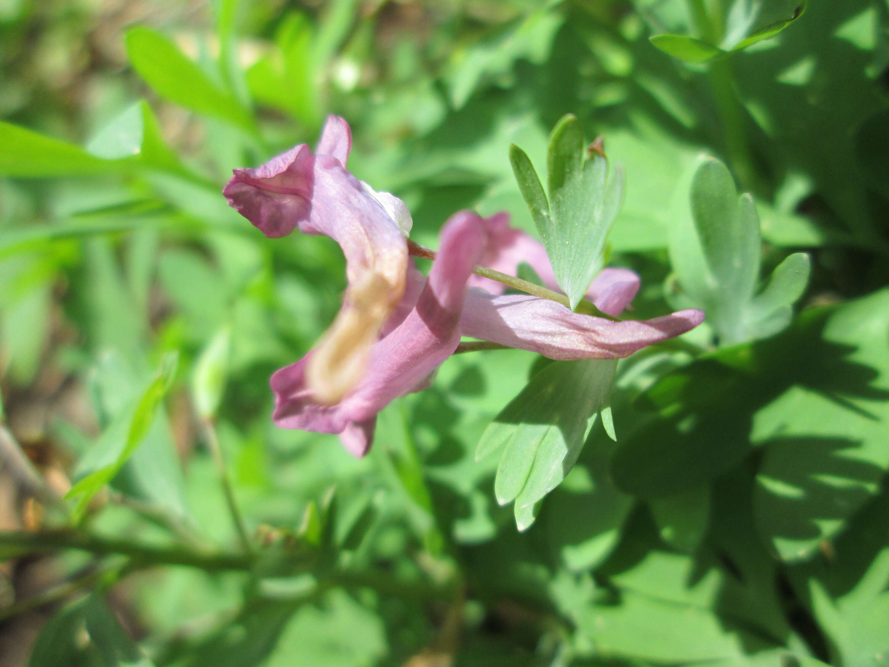 Plancia ëd Corydalis solida (L.) Clairv.