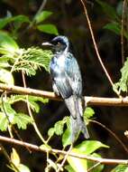 Image de Drongo bronzé