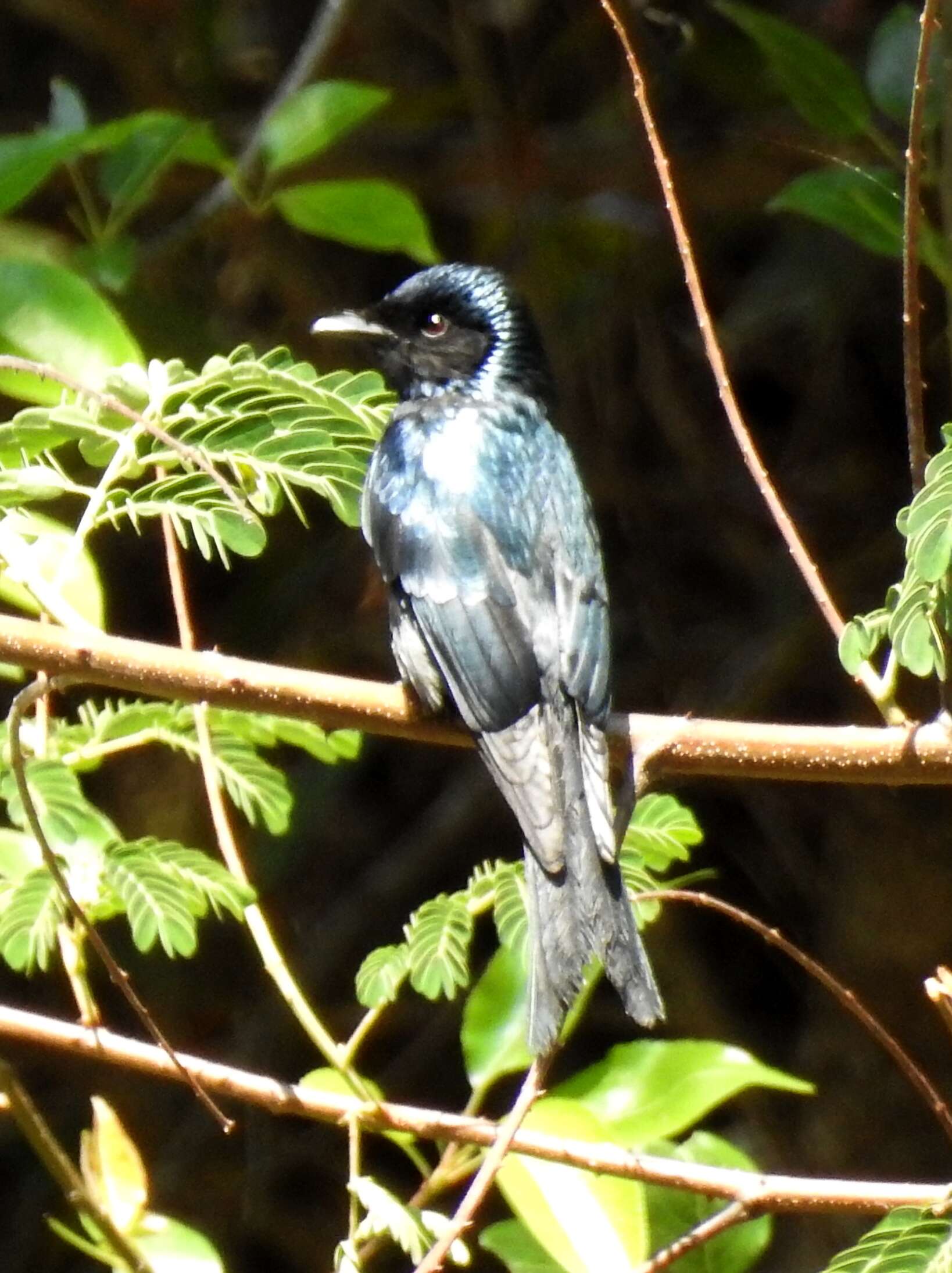 Image de Drongo bronzé