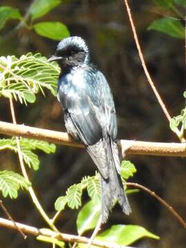 Image de Drongo bronzé