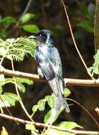 Image de Drongo bronzé