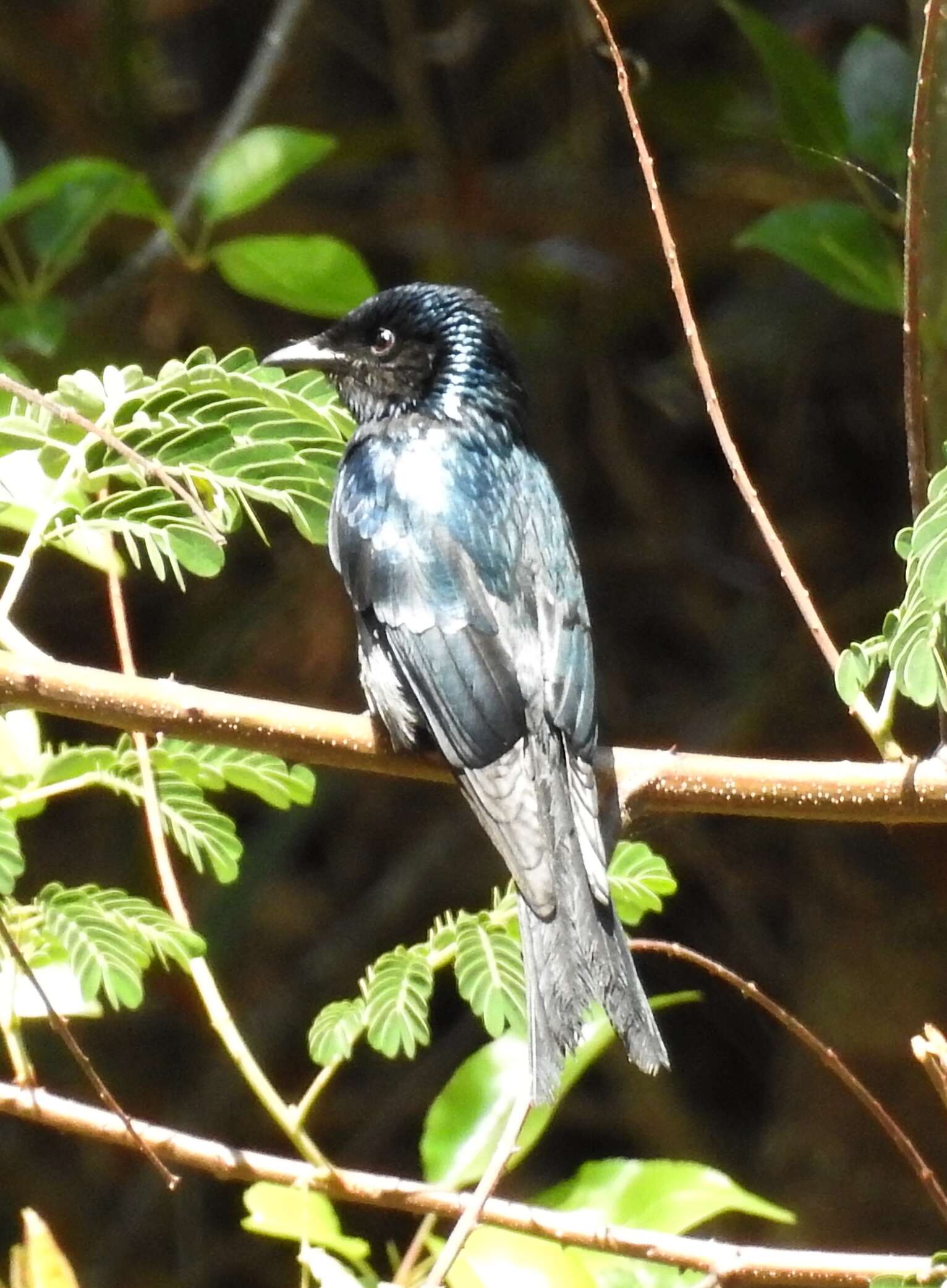 Image de Drongo bronzé