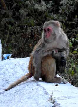 Image of Rhesus Monkey