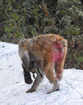 Image of Rhesus Monkey