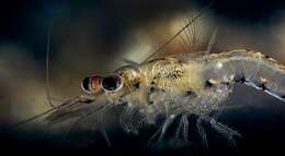 Image of common Northern European opossum shrimp