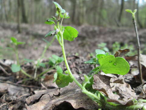 Image of ivy-leaved speedwell