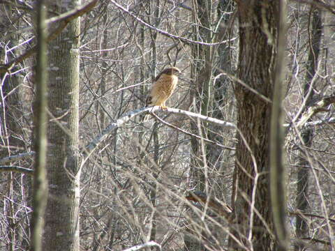 Image of Barred Owl