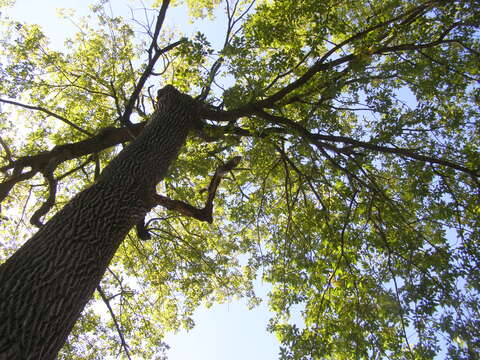 Image of green ash