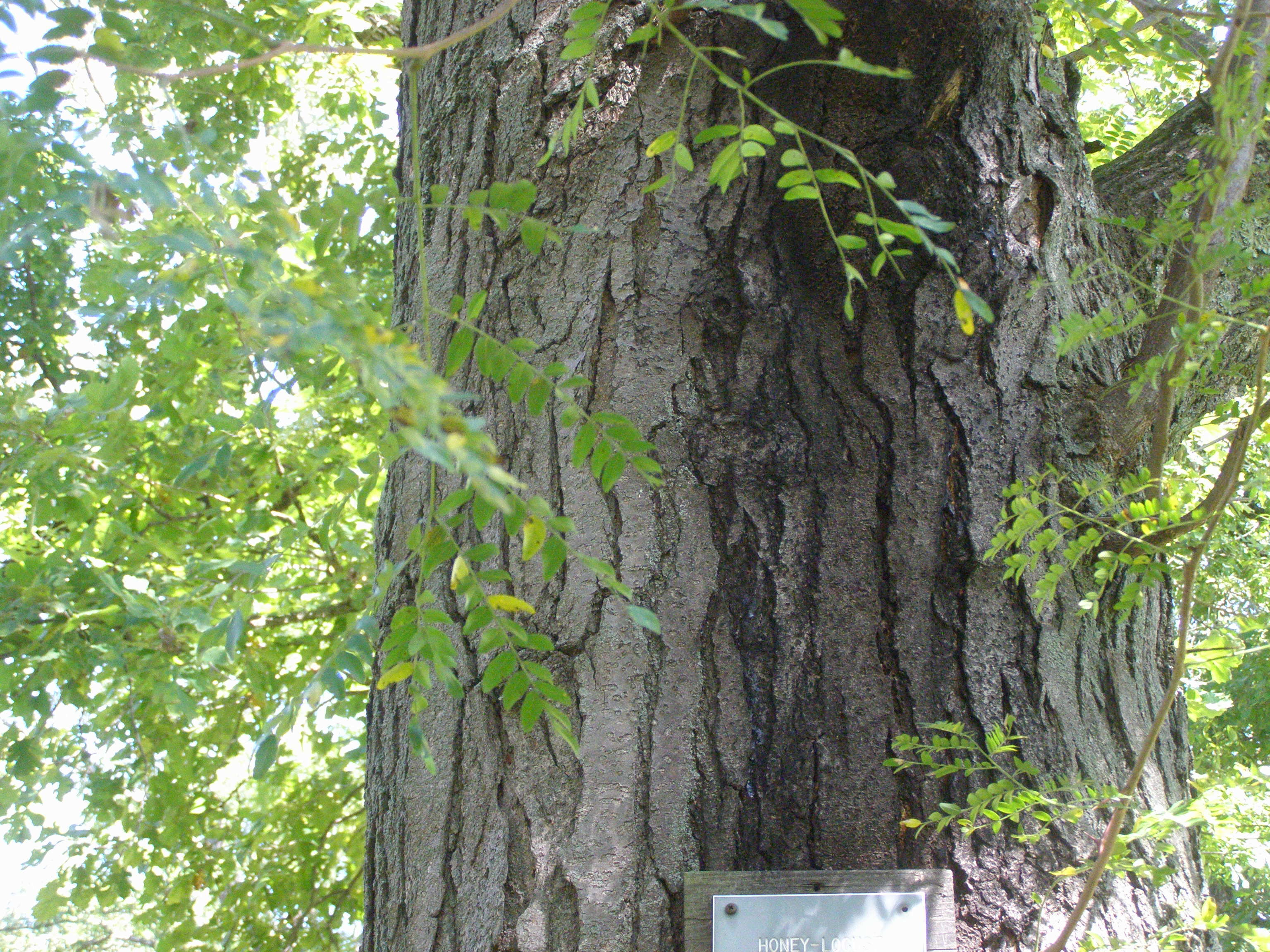 Plancia ëd Gleditsia triacanthos L.