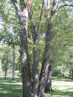 Image of Honey Locust