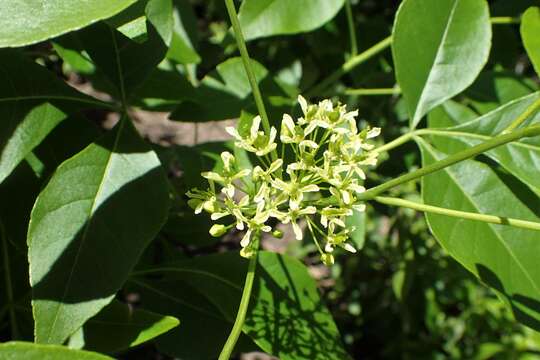 Image of common hoptree