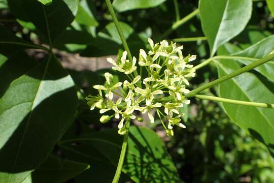 Image of common hoptree