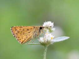 Image of Bush Hopper