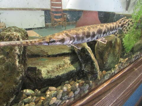 Image of Spotted gar