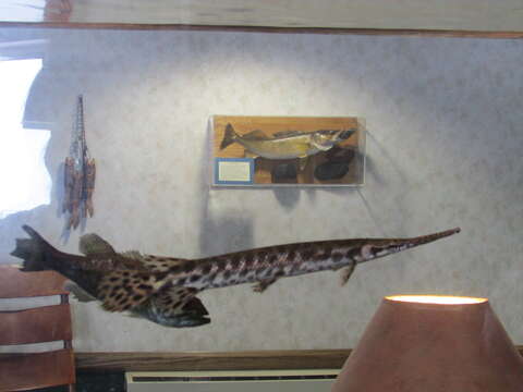 Image of Spotted gar