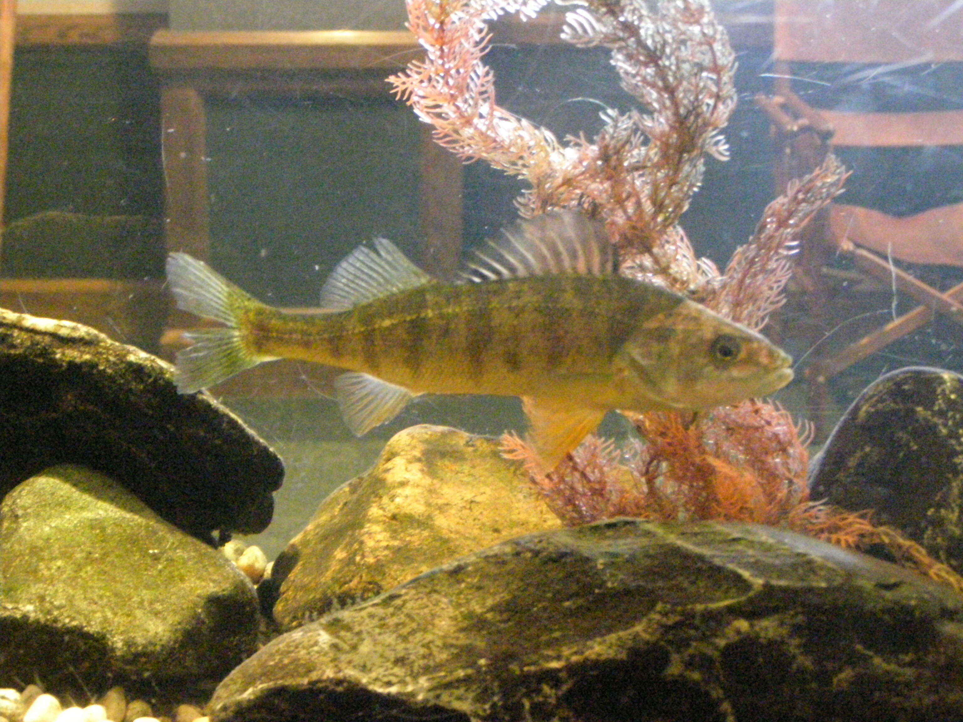 Image of Yellow Perch