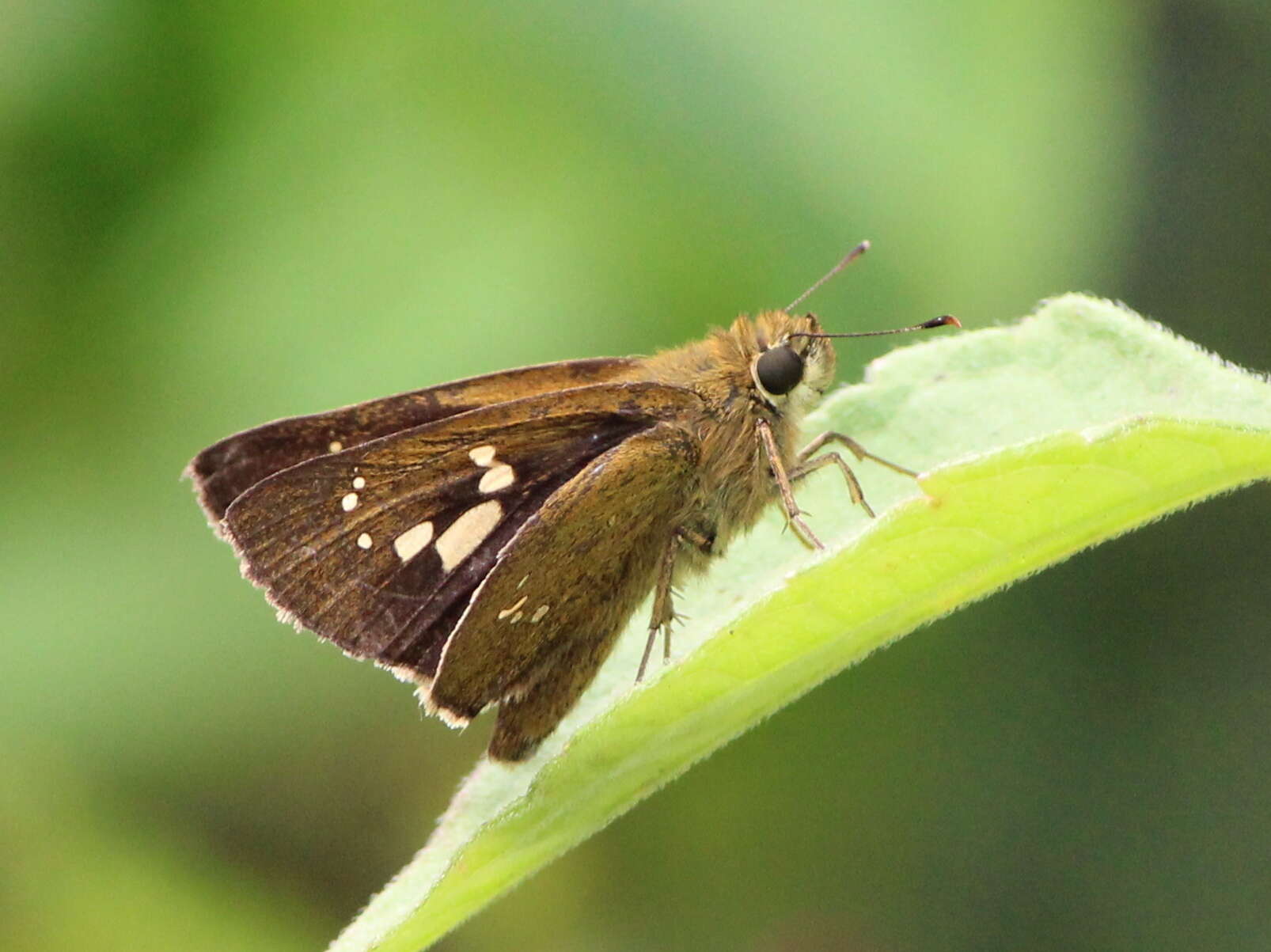 Слика од Polytremis lubricans Herrich-Schäffer 1869