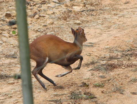 Image of Barking Deer