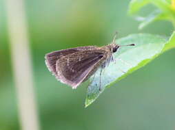 Aeromachus pygmaeus Fabricius 1775 resmi