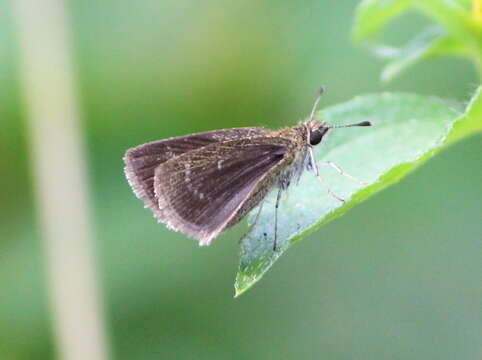 Image of Pygmy Scrub-hopper