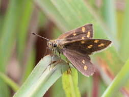 Image of Tamil grass dart