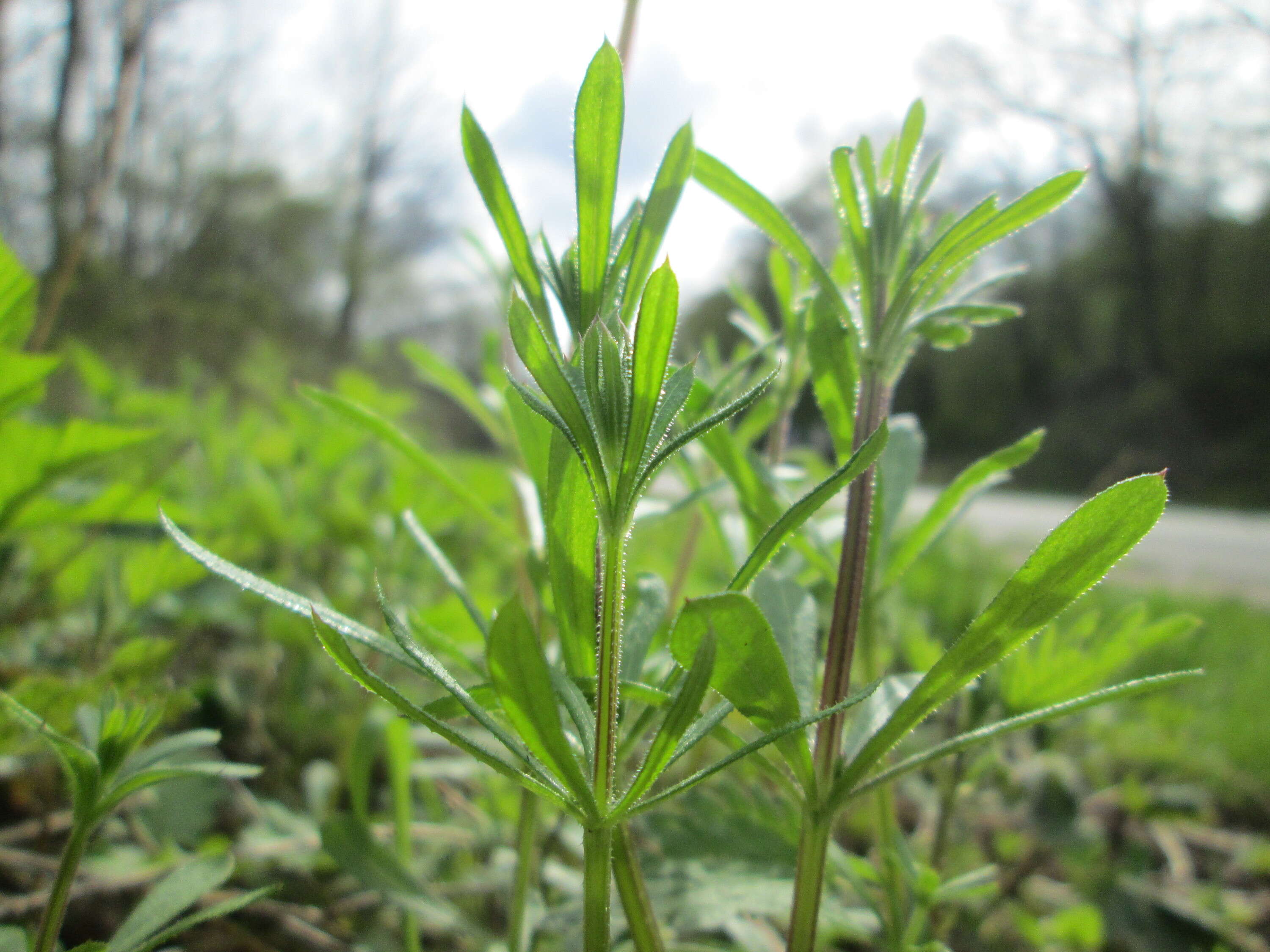 Image of Goosegrass