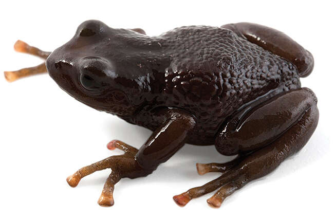 Image of Pristimantis orcesi (Lynch 1972)
