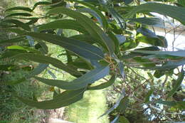 Image of mountain gray gum