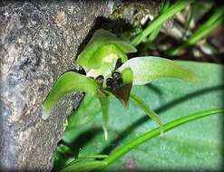 Image of Green bird orchid