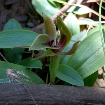 Image of Mountain bird orchid