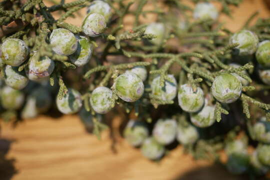 Imagem de Juniperus californica Carrière