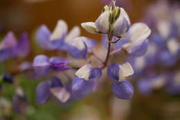 Image de Lupinus nanus Benth.