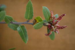 Image of interior live oak