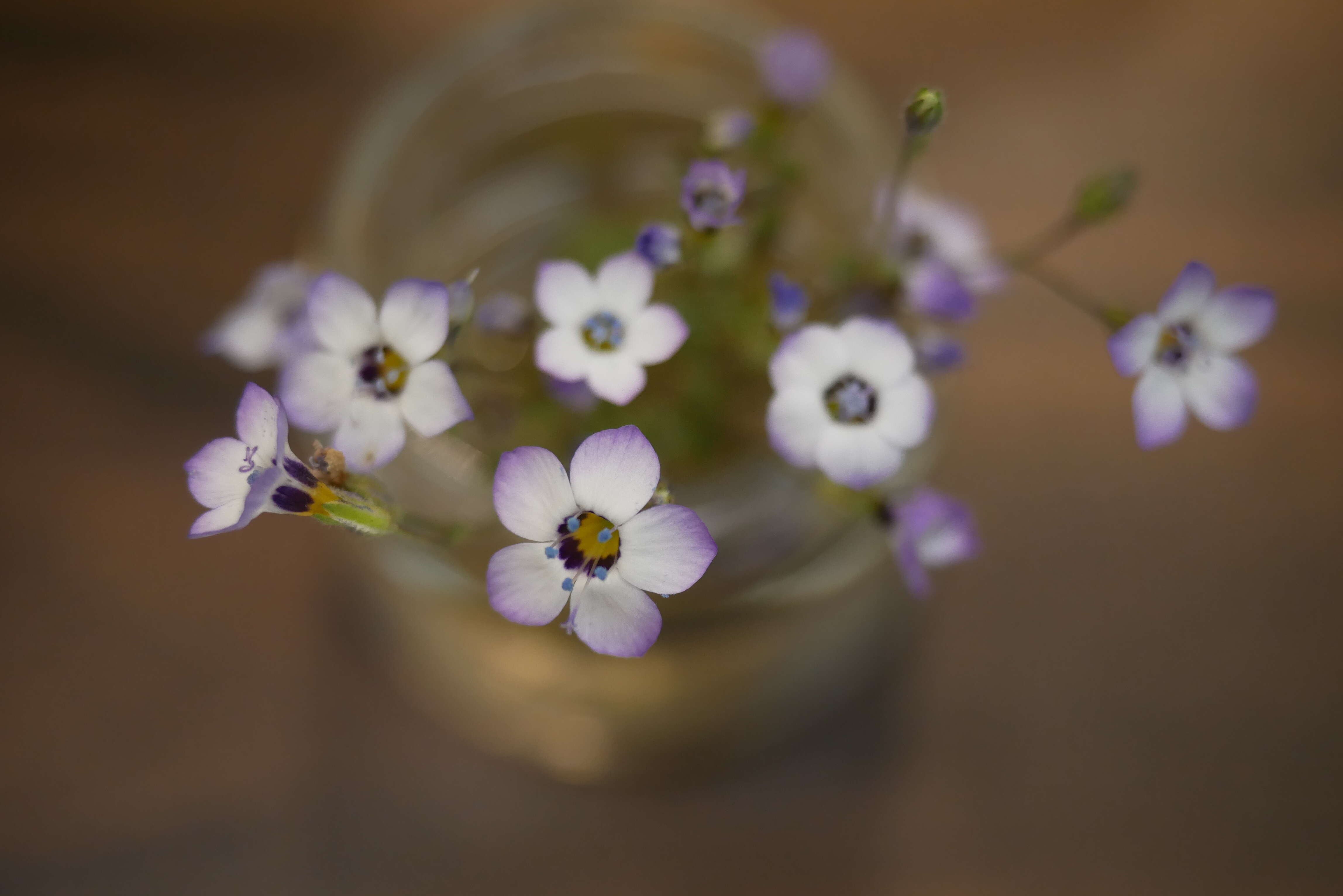 Image of bird's-eye gilia