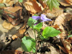 Image of early dog-violet