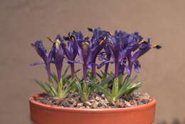 Imagem de Iris stenophylla Hausskn. ex Baker