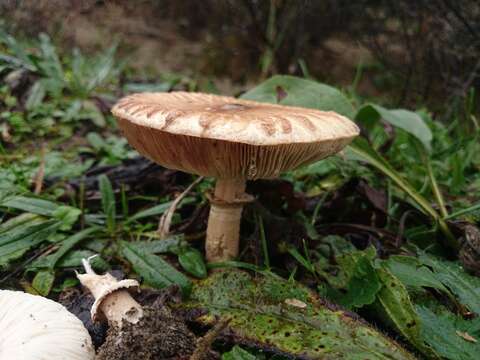 Image of Macrolepiota excoriata (Schaeff.) Wasser 1978